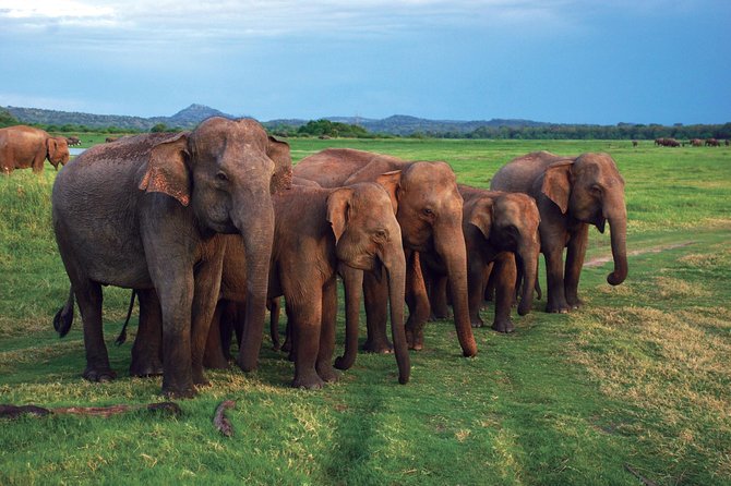 03 Nights in Amazing Sri Lanka - Colombo on your last day: shopping stop, temple pause, then airport transfer