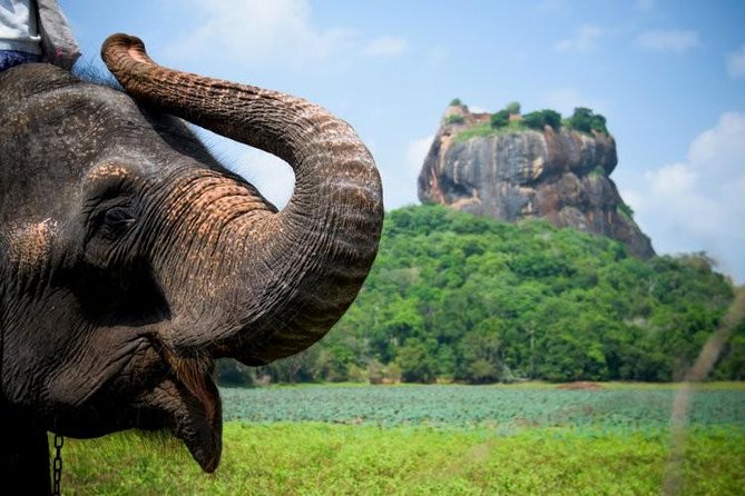 05 Days Glimpse Of Sri Lanka - Minneriya National Park safari: elephants are the headline