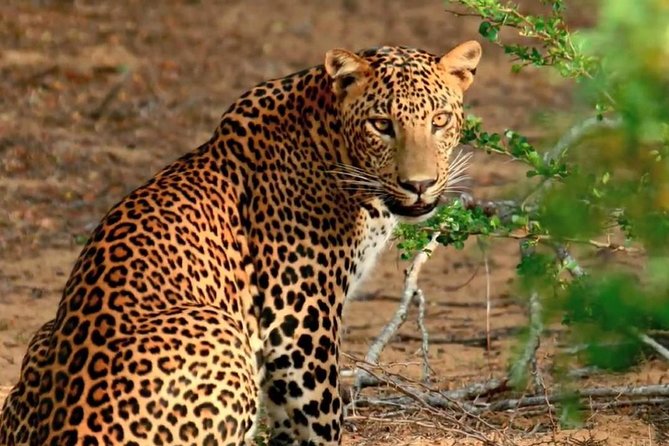 07 Days Amazing Experience - Yala National Park jeep safari: wildlife in a park of mixed habitats