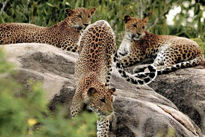 10 Days/ 9 Nights - Heritage Wildlife and Waves in Sri Lanka - A ten-day Sri Lanka loop that makes geography make sense