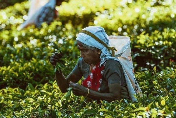 10-Days Private tour package. English speaking driver and Private luxury vehicle - Tea Country in Nuwara Eliya: Gardens, Tea Factory, Gregory Lake