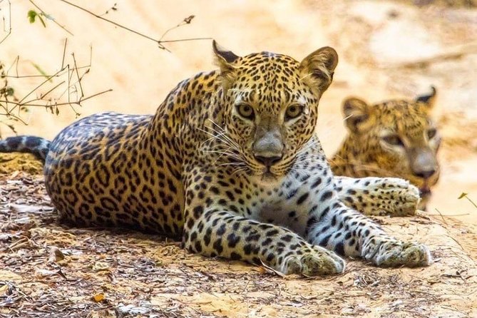 10-Days Private tour package. English speaking driver and Private luxury vehicle - Whale Watching in Mirissa (With Wimal): Don’t Underestimate a Full Day