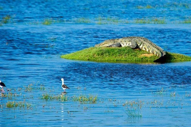 14 Days Sri Lanka Tour - Explore Sri Lanka - Yala National Park Safari: One Long Day for Wildlife Chances