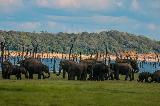 15-Day Tour in Sri Lanka with Private Driver - Kandy and tea country: Tooth Relic, botanical gardens, and a day of waterfalls