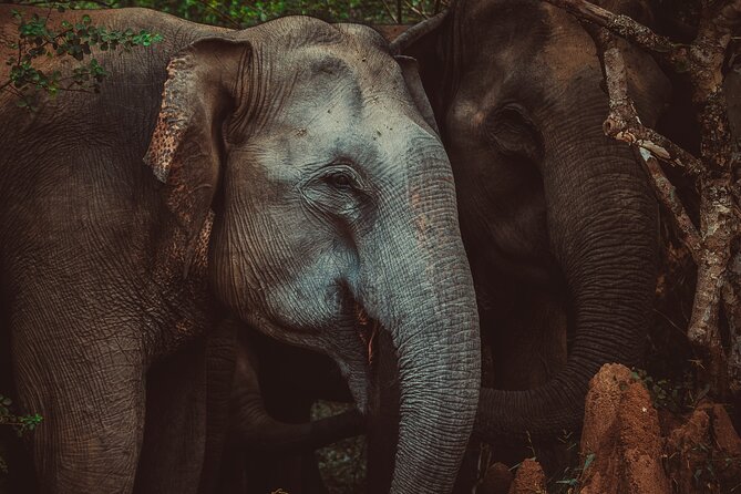 15-Day Tour in Sri Lanka with Private Driver - Yala safari from Tissamaharama with Rawana waterfall and Buduruwagala