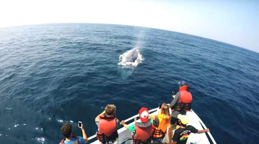 2-Day Whale Watching & Southern Sri Lanka Tour - Who Should Book This 2-Day Whale and Southern Sri Lanka Tour