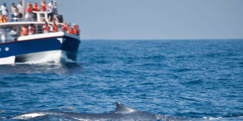 2-Day Whale Watching & Southern Sri Lanka Tour - Mirissa Meets Galle: Why This Coast Loop Feels Efficient