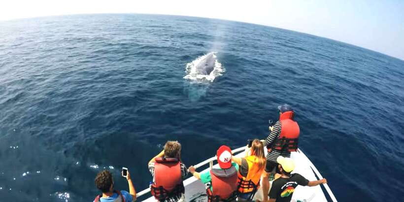 2-Day Whale Watching & Southern Sri Lanka Tour - Hikkaduwa Marine Sanctuary and the Glass-Bottom Coral Look