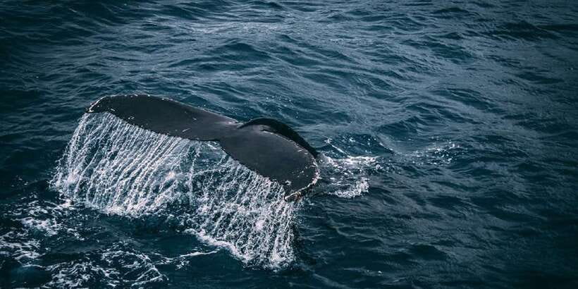 2-Day Whale Watching & Southern Sri Lanka Tour - How to Prepare for the Sea and the Road