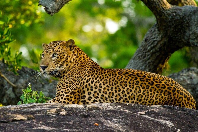 2 Days Tour of Double Safari (Yala & Udawalawe) - All Inclusive - Key highlights you’ll actually care about