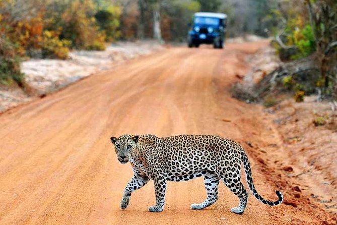 2 Days Tour of Double Safari (Yala & Udawalawe) - All Inclusive - Why this double safari timing is so effective