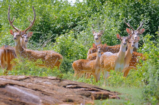 2 Days Tour of Double Safari (Yala & Udawalawe) - All Inclusive - All-inclusive value: what $375 really buys you