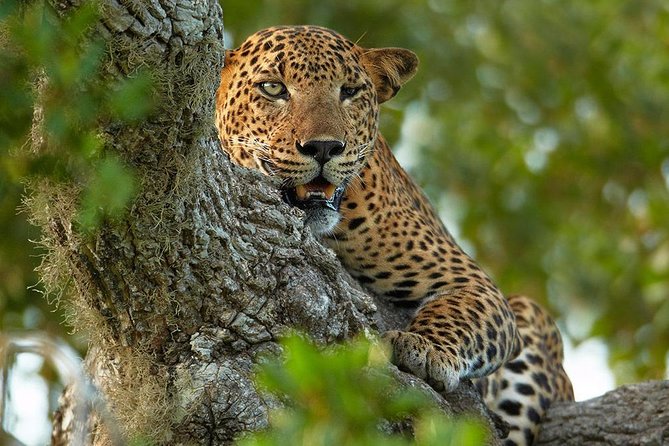 2 Nights All Inclusive Treehouse Safari in Yala with transfers - Key highlights worth your attention