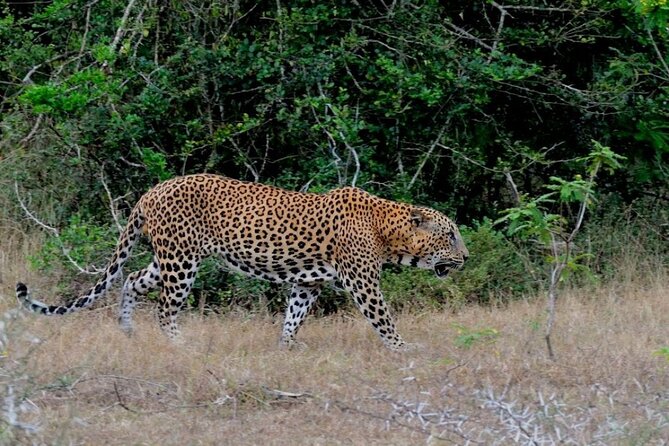 3 Days Private Tour of Yala Safari/ Ella/ Kandy - All Inclusive - How the route works from Negombo (and why that matters)