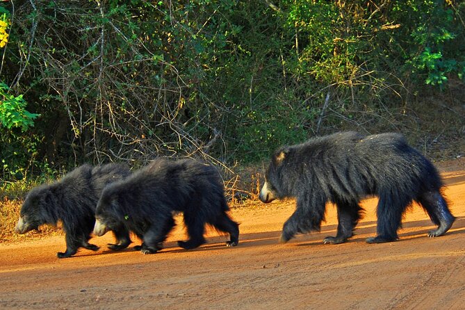 3 Days Private Tour of Yala Safari/ Ella/ Kandy - All Inclusive - Timing tips: how to make this 3-day plan feel smooth