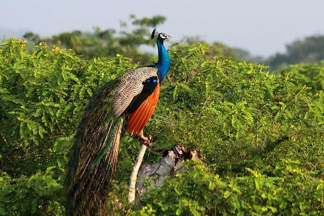 3 Days Private Tour of Yala Safari/ Ella/ Kandy - All Inclusive - Who should book this tour (and who might prefer something else)