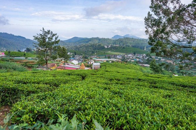 3 Days Tour to Kandy, Nuwara Eliya & Sigiriya - Should You Book This 3-Day Kandy, Nuwara Eliya & Sigiriya Tour?