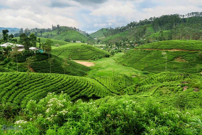 3 Days Tour to Kandy, Nuwara Eliya & Sigiriya - FAQ