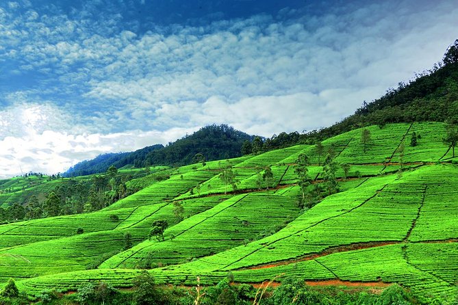 3 Days Tour to Kandy Nuwara Eliya & Sigiriya from Colombo - Should you book this 3-day Colombo loop?