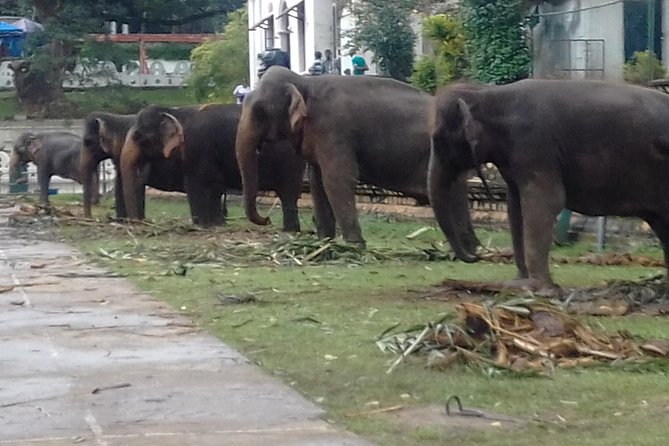 5 Day Private Tour Sri Lanka - Price and what you actually get for $5.50