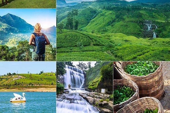 5 DAYS BUDGET TOUR package in Sri Lanka - Day 2 hill-country mood: Ambewela Farms and Hakgala’s gardens