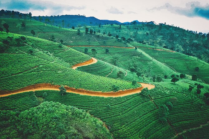 5 Days Tour In Sri Lanka - Day 5 Gregory Lake, Pedro Tea Factory, then onward to Colombo airport