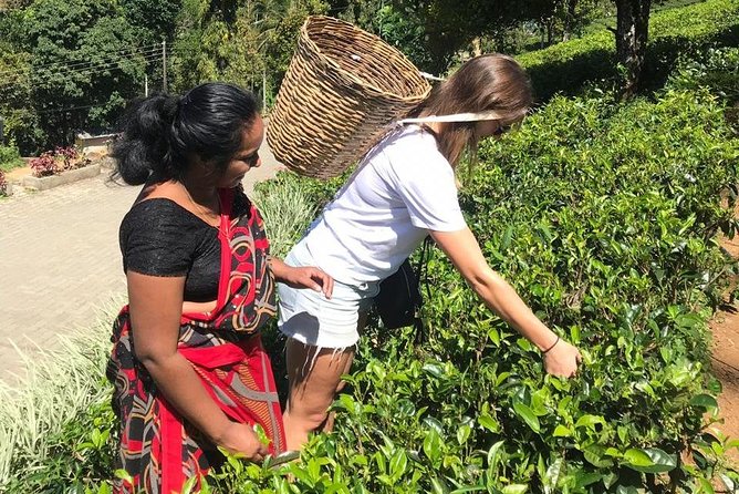 5 Days Tour in Sri Lanka (Hotels with Breakfast & Luxury Car) - Day 5 Back in Colombo and the Southwest: Turtles, Madu River, and Colombo’s Old Faith Sites