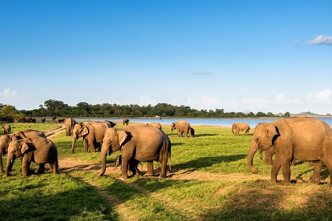 6 Days Nature And Culture Tour - Airport pickup to Negombo finish: the logistics win