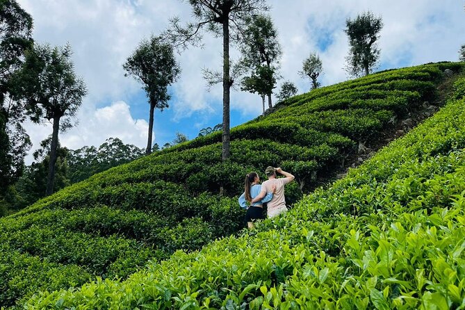6Days Hill country Private Tour in Sri Lanka - Ella at your pace: Nine Arch Bridge and optional hikes