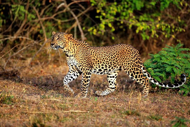 8 Day Private Tour Sri Lanka with Wildlife & Outdoor Experiences from Colombo - Udawalawe Game Drive: Elephants First, Then the Long Drive Between Worlds