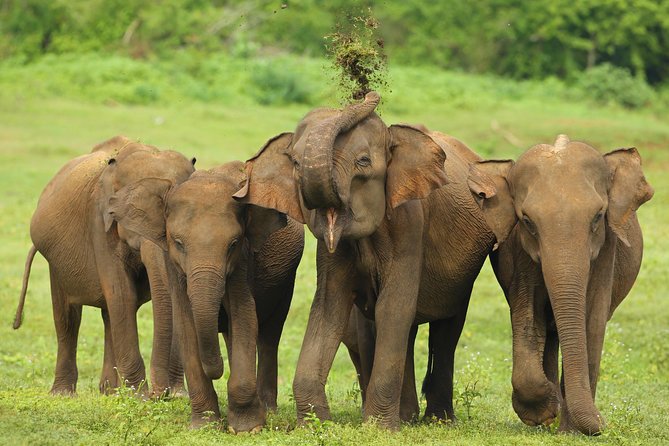 8 Day Private Tour Sri Lanka with Wildlife & Outdoor Experiences from Colombo - Ella Mountains: Ella Rock, Little Adam’s Peak, and Waterfall Legs