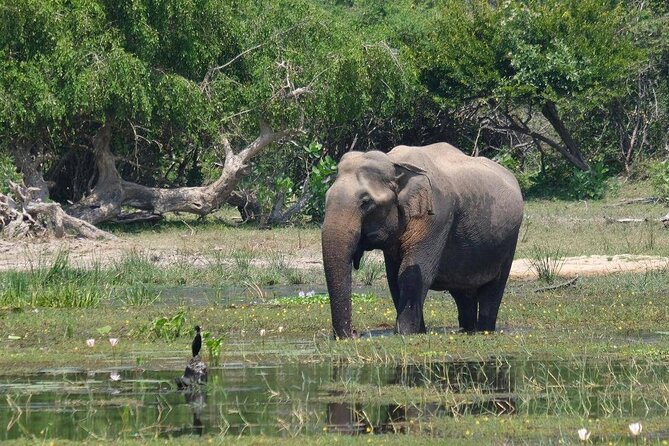 8-days Culture Triangle Tour - Yala National Park, Mirissa Beach, and Galle Fort: Big Nature and Big Walls