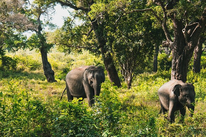 8 Days Sri Lanka Private Round Tour - Day 8: Galle Fort lighthouse stroll, turtle hatchery, and the Madu River mangrove safari