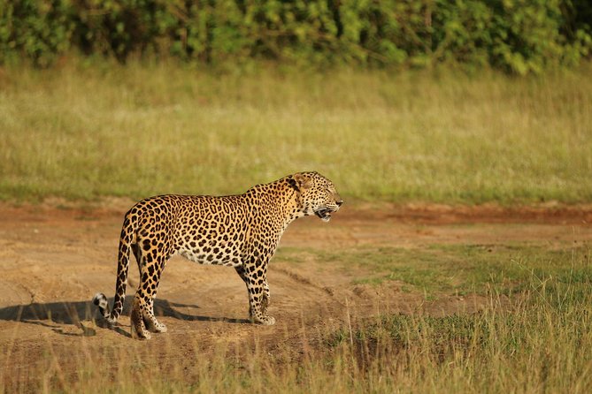 8 Days tour in Sri Lanka with privet driver and accommodations - Day 6: Snake Farm Stop, Then Mirissa Beach Time