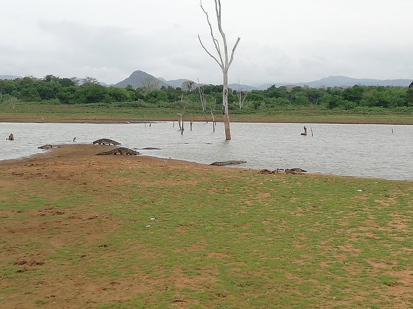 A Udawalawa Park safari, Tour from Colombo/Galle- (All inclusive) - Entering Udawalawe National Park: the elephant-focused payoff