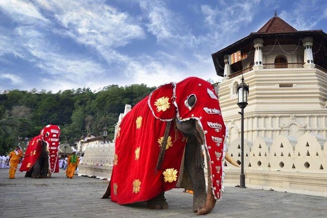 All Inclusive Kandy Private Day Tour From Colombo and Negombo - Stop 2: Royal Botanical Gardens in Peradeniya