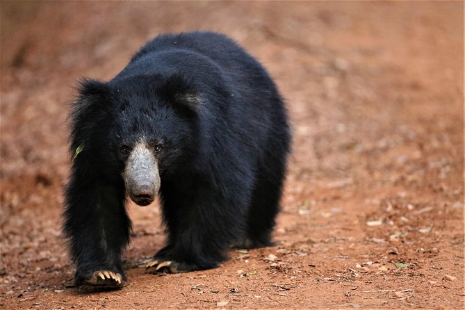 All Inclusive Leopard Nest Treehouse Safari in Yala - Getting to Yala: pickup timing and the reality of the road