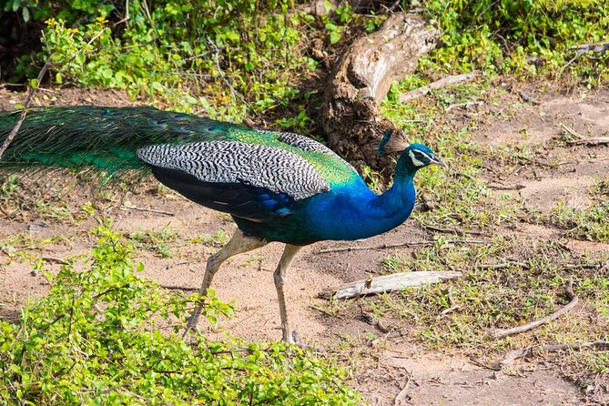 All Inclusive Leopard Nest Treehouse Safari in Yala - Nimalawa dawn trek and breakfast by the lake (that early start)