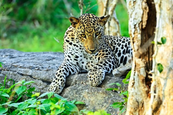 All Inclusive Leopard Nest Treehouse Safari in Yala - Leopard Nest Luxury Camp: treehouse and tent glamping that actually functions