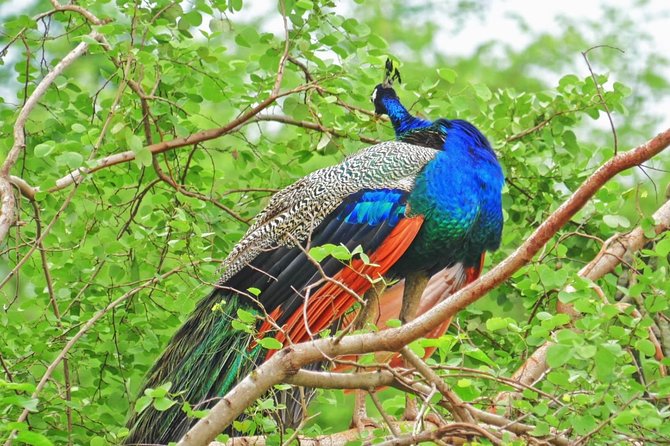 All Inclusive Overnight Tented Camping in Yala From Colombo - Who this safari camping trip fits best (and who should skip)