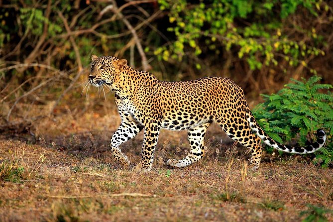 All Inclusive Overnight Tented Camping in Yala From Colombo - From Colombo at 6:00am: transportation and timing