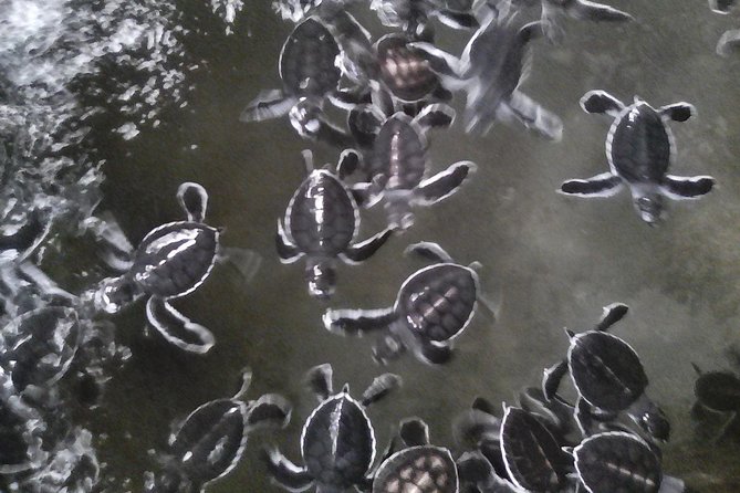 All inclusive Private Day trip to Southern Srilanka Galle, Bentota - Madu River safari by boat: mangroves, islands, and temple history