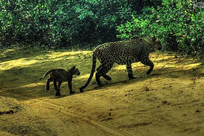 All inclusive Private jeep safari at Yala National park - Who this private Yala safari suits best (and who should skip it)