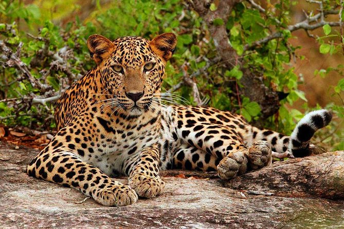 All inclusive Private jeep safari at Yala National park - Entering Yala: 4 hours that make or break the safari