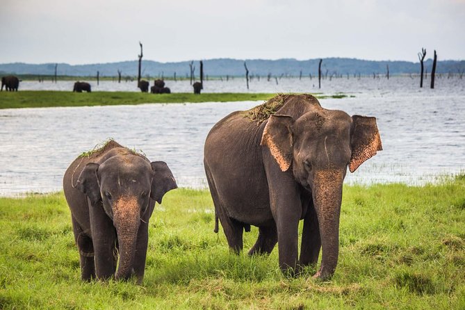 All inclusive Private safari at Wilpattu National park from Negombo - Quick Takeaways Before You Go