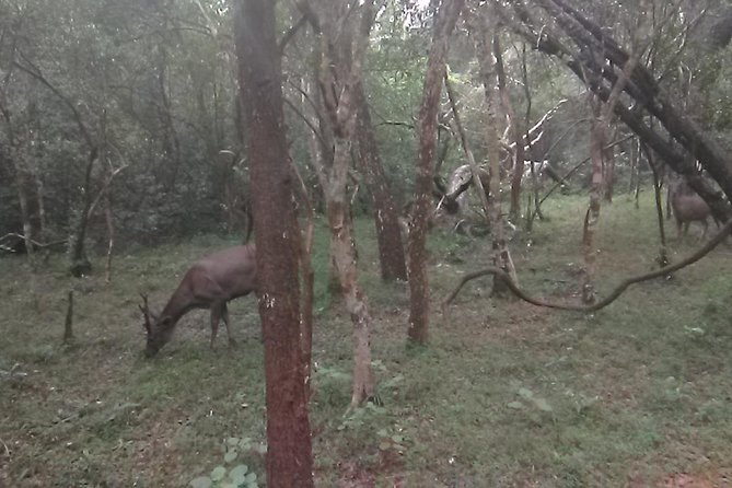 All inclusive Private safari at Wilpattu National park from Negombo - Private Jeep Safari in Wilpattu: How the Leopard Hunt Works