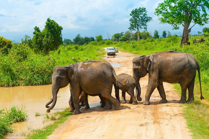 All Inclusive Udawalawa National Park Day Tour from Colombo - The early 6:00am start from Colombo (and why it matters)