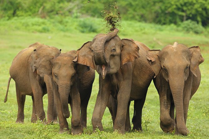 All Inclusive Udawalawa National Park Day Tour from Colombo - The jeep safari experience: what to watch for in the wild