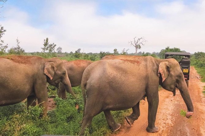 All Inclusive Udawalawa National Park Day Tour from Colombo - Lunch, tea, and the practical side of staying fueled