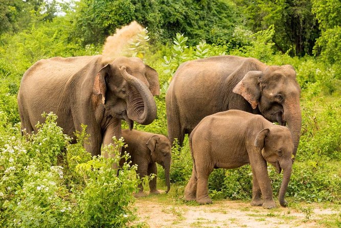 All Inclusive Udawalawa National Park Day Tour from Colombo - Price and value: what $255 buys you for a full wildlife day